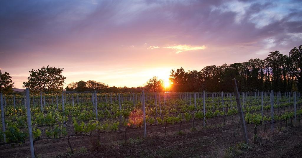 Agriturismo Eco-Bio Villa Vacasio Pitigliano Eksteriør billede